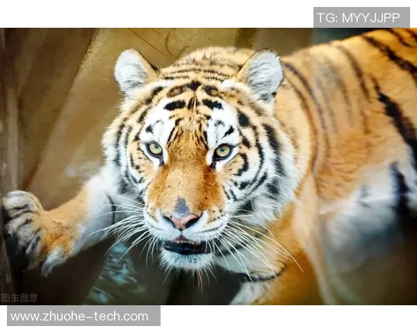 墨西哥老虎与美洲狮的生存之战谁能称霸野生动物界 墨西哥老虎与美洲狮的生存之战谁能称霸野生动物界